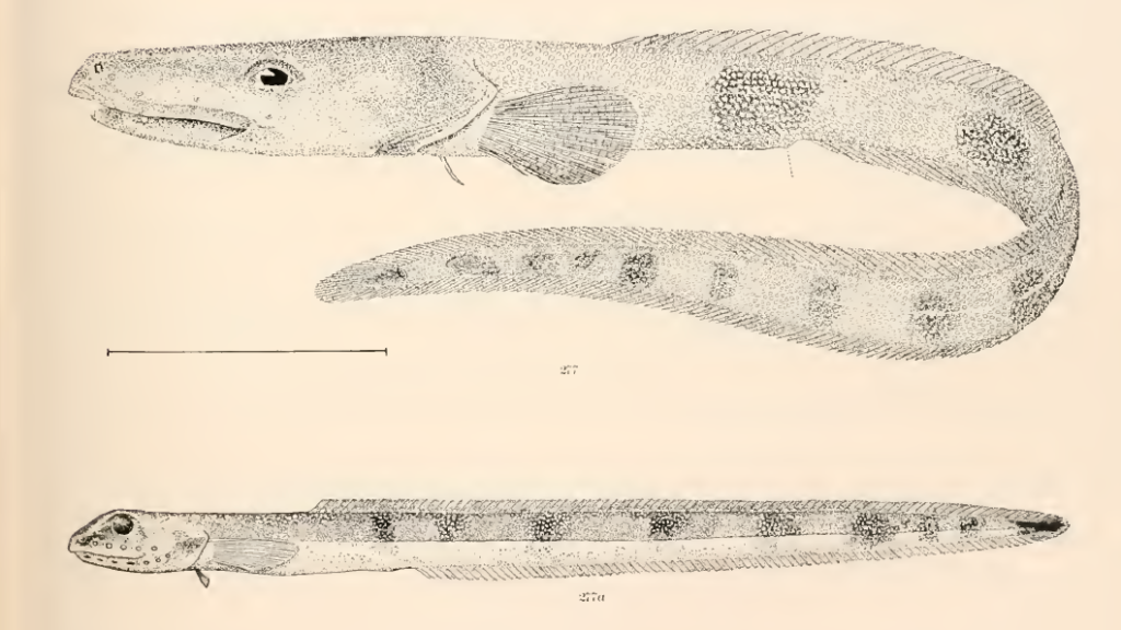 Lycenchelys verrillii, Wolf Eelpout. Source: Goode & Bean 1896.