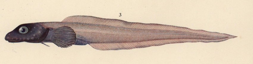 Lycodes terraenovae , Atlantic Eelpout. Source: Koefoed 1927.