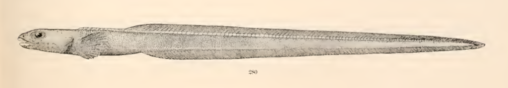 Lycodonus mirabilis, Amazing Eelpout. Source: Goode & Bean 1896.