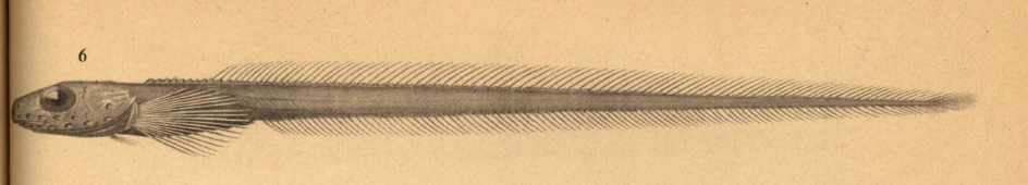 Lycodonus mirabilis, Amazing Eelpout. Source: Koefoed 1927.