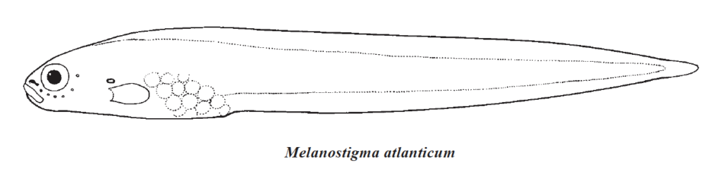 Melanostigma atlanticum, Atlantic Soft Pout. Source: FAO 2016.