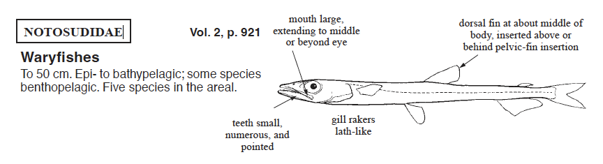 Notosudidae, Waryfishes. Source: FAO 2002.