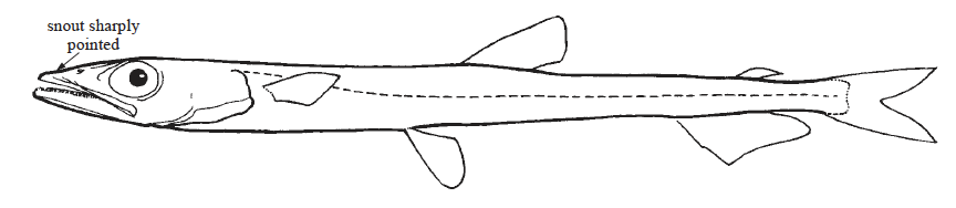 Notosudidae, Waryfishes. Source: FAO 2002.