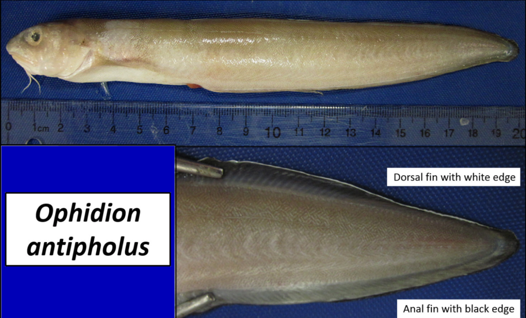 Ophidion antipholus, Longnose Cusk-eel. Source Fishbase (https://www.fishbase.se/summary/Ophidion-antipholus).