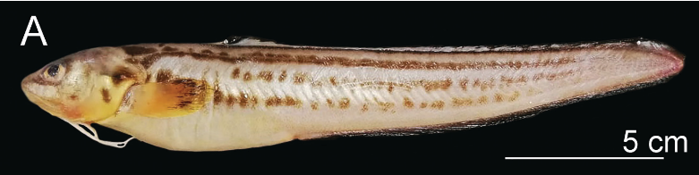 Ophidion josephi, Crested Cusk-eel. Source: Del Moral-Flores et al. 2022.