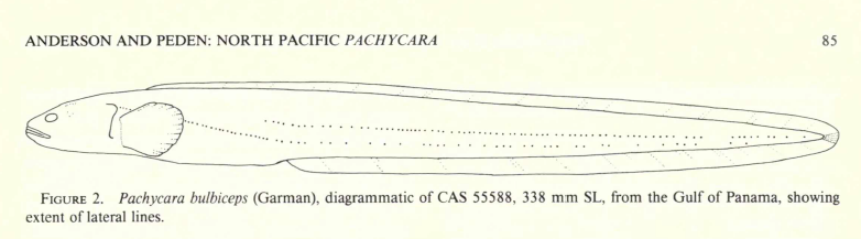Pachycara bulbiceps, Snubnose Eelpout. Source: Anerdson & Peden 1988