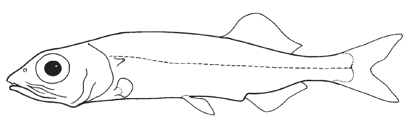 Platytroctidae, Tubeshoulders. Source: FAO 2002.