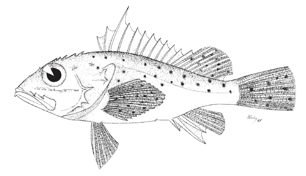 Pontinus longispinis, Longspine Scorpionfish. Source FAO 2002.