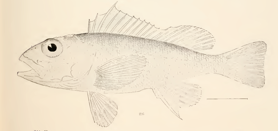 Pontinus longispinis, Longspine Scorpionfish. Source Goode & Bean 1896.