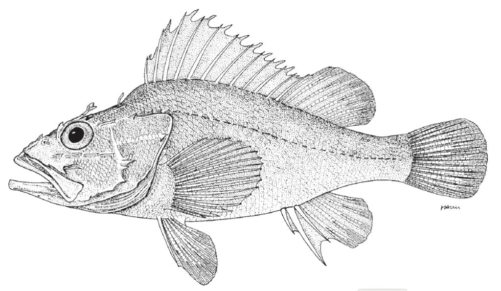 Pontinus rathbuni, Highfin Scorpionfish. Source FAO 2002.