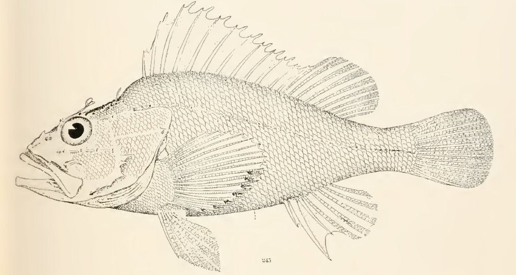 Pontinus rathbuni, Highfin Scorpionfish. Source Goode & Bean 1896.
