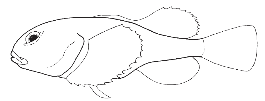 Psychrolutidae, Fathead Sculpins. Source: FAO 2016.