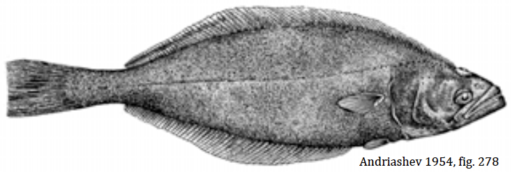 Reinhardtius hippoglossoides, Greenland Halibut. Source: Mecklenburg et al. 2018.