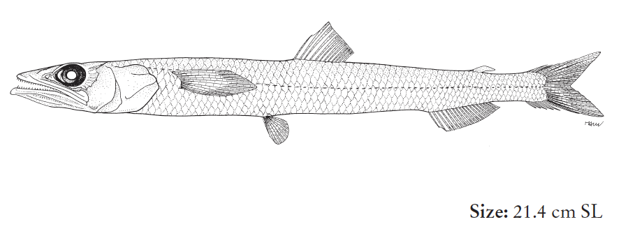 Scopelosaurus argenteus, Silver Paperbone. Source: FAO 2020.