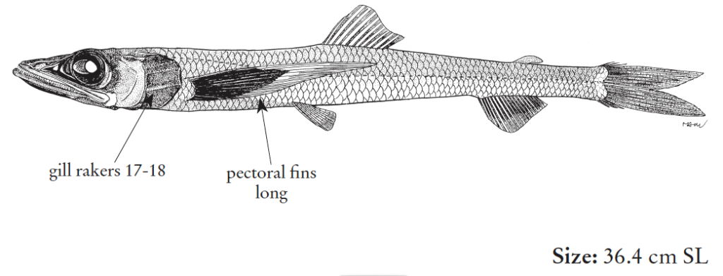 Scopelosaurus lepidus, Blackfin Waryfish. Source: FAO 2020.