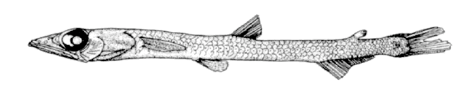 Scopelosaurus mauli, Tropical Waryfish. Source: Fishbase: https://www.fishbase.se/summary/Scopelosaurus-mauli.