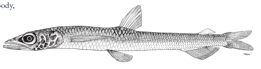 Scopelosaurus smithii, Fewraker Paperbone. Source: FAO 2020.