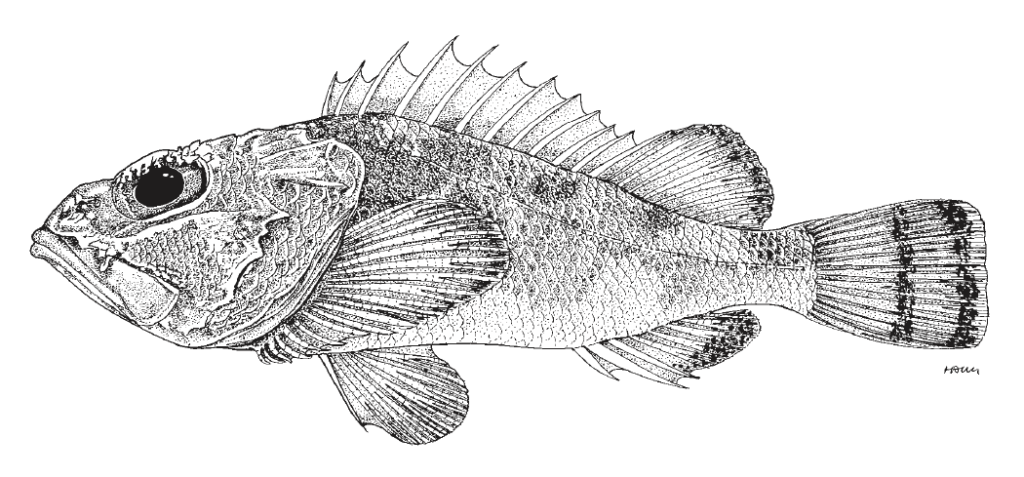 Scorpaena inermis, Mushroom Scorpionfish. Source FAO 2002.