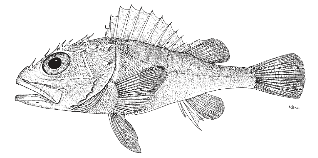 Trachyscorpia cristulata, Atlantic Thornyhead. Source FAO 2002.