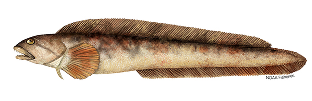 Zoarces americanus, Ocean Pout. Source: NOAA - https://www.fisheries.noaa.gov/species/ocean-pout