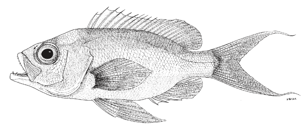 Anthias woodsi, Swallowtail Bass. Source: FAO 2002.