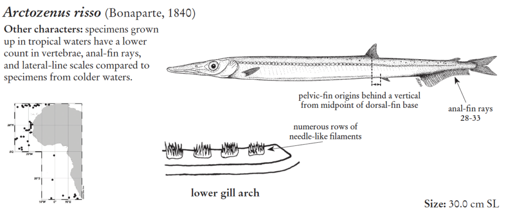 Arctosenus risso, White Barracudina. Source: FAO 2020.