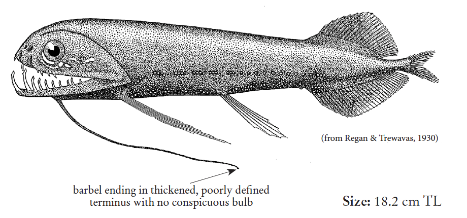 Aristostomias grimaldii, Nobulb Loosejaw. Source: FAO 2020.