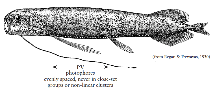 Aristostomias lunifer, Moon Loosejaw. Source: FAO 2020.