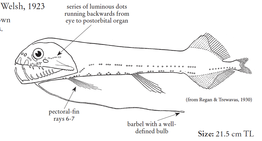 Aristostomias tittmanni, Grouplight Loosejaw. Source: FAO 2020.