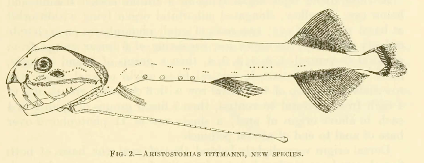 Aristostomias tittmanni, Grouplight Loosejaw. Source: Welsh 1923.
