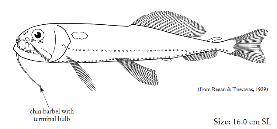 Astronesthes niger, Black Snaggletooth. Source: FAO 2020.