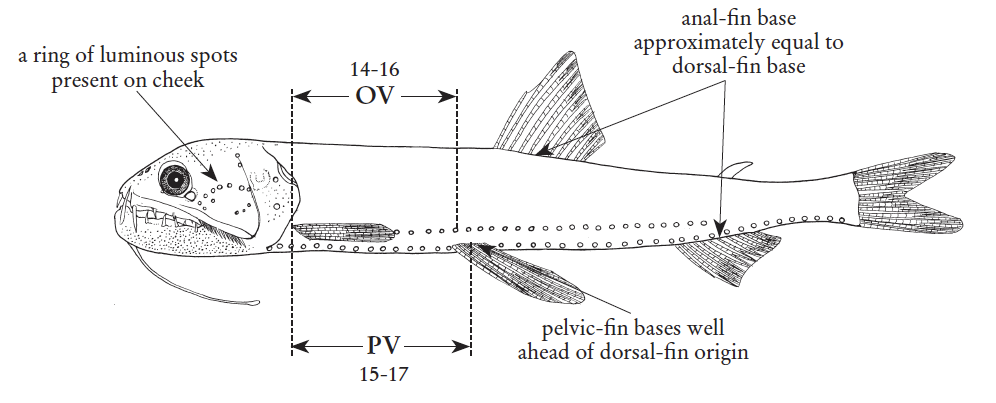 Astronesthes richardsoni, Nobulb Snaggletooth. Source: FAO 2020.