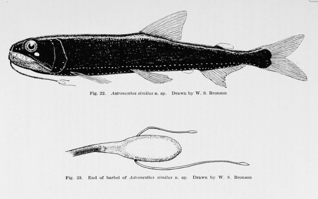 Astronesthes similus, Similar Snaggletooth. Source:Parr 1927.