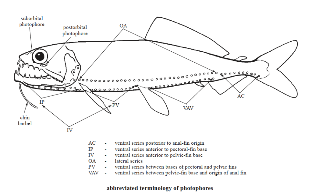 Astronesthidae, Snaggletooths. Soource: FAO 2002.
