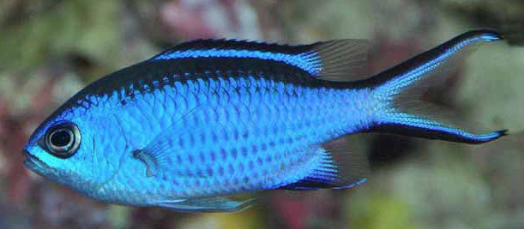 Azurina cyanea, Blue Chromis. Source: https://biogeodb.stri.si.edu/caribbean/en/thefishes/species/3869.