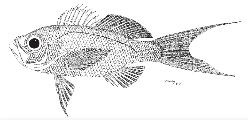 Baldwinella aureorubens, Streamer Bass. Source: FAO 2002.