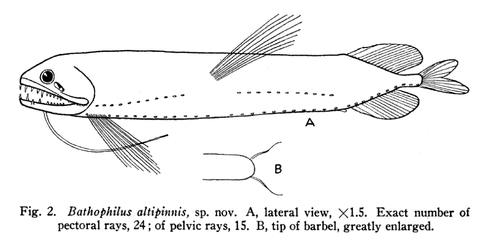 Bathophilus altipinnis, Sidefin Dragonfish. Source: FAO 2020.