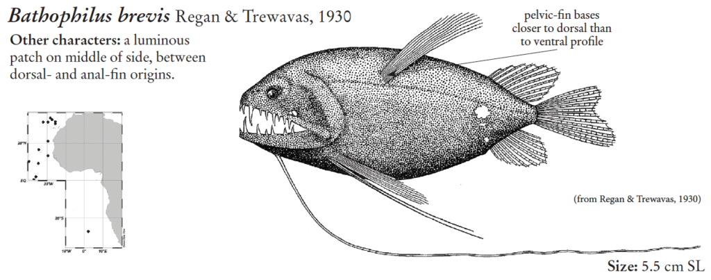 Bathophilus brevis, Deepbody Dragonfish. Source: FAO 2020.