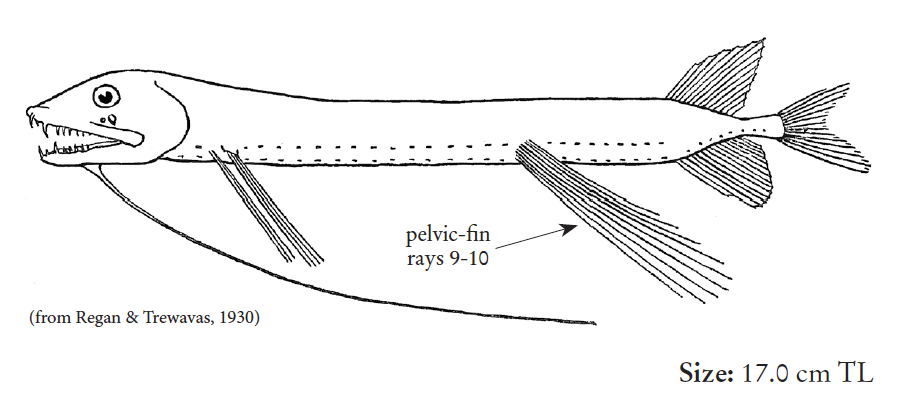 Bathophilus digitatus, Twofin Dragonfish. Source: FAO 2020.