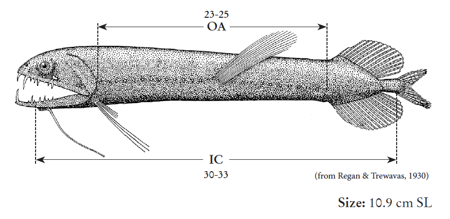 Bathophilus longipinnis, Atlantic Longfin Dragonfish. Source: FAO 2020.