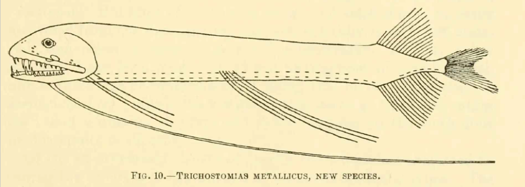 Bathophilus metallicus, Fewray Dragonfish. Source: Welsh 1923.