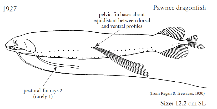 Bathophilus pawneei, Pawnee Dragonfish. Source: FAO 2020.