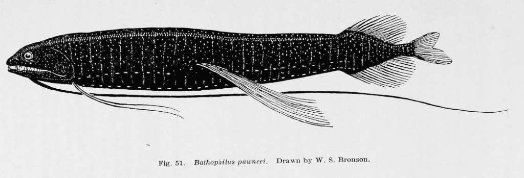 Bathophilus pawneei, Pawnee Dragonfish. Source: Parr 1937.