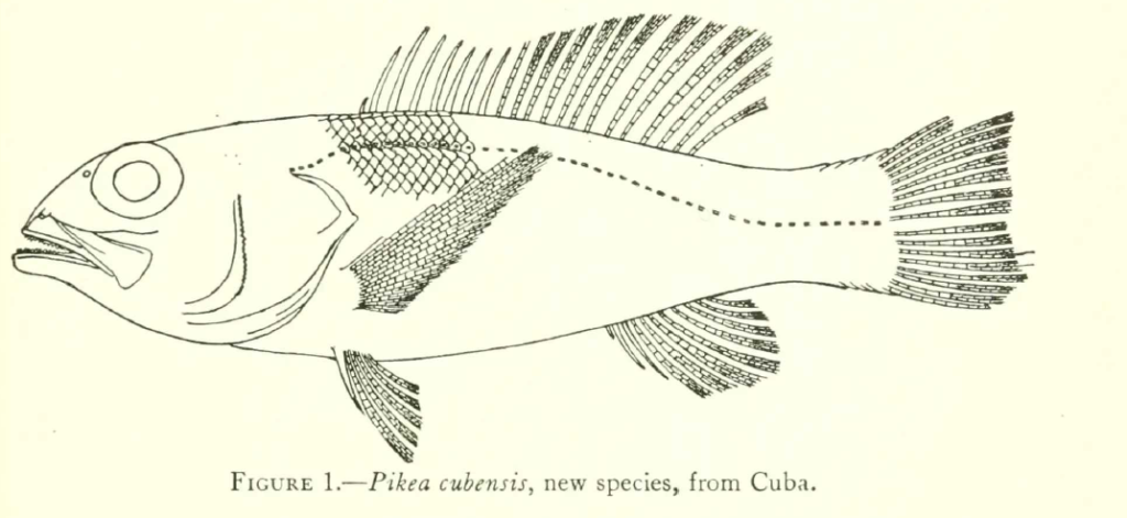 Bathyanthias cubensis, Yellowtail Bass. Source: Schultz 1958.