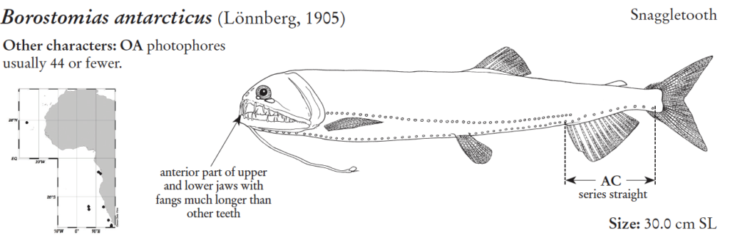 Borostomias antarcticus, Straightline Snaggletooth. Source: FAO 2020.