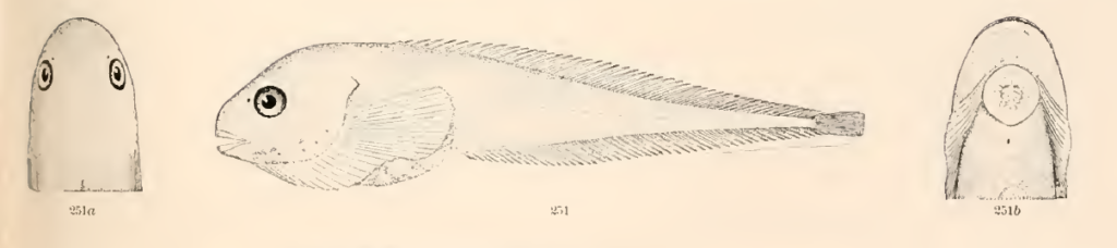 Careproctus ranula, Scotian Snailfish. Source: Goode & Bean 1896.