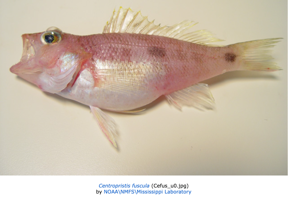 Centropristis fuscula, Twospot Sea Bass. Source: NOAA (https://www.fishbase.se/summary/Centropristis-fuscula).