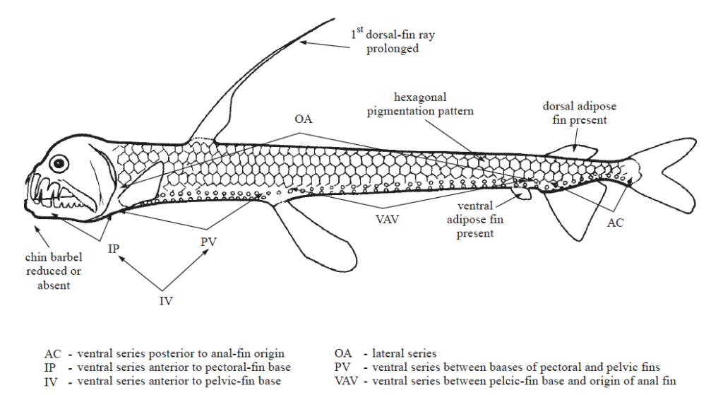 Chauliodontidae, Viperfishes. Source: FAO 2002.