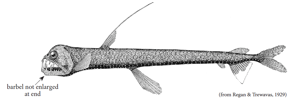 Chauliodus danae, Dana Viperfish. Source: FAO 2020.