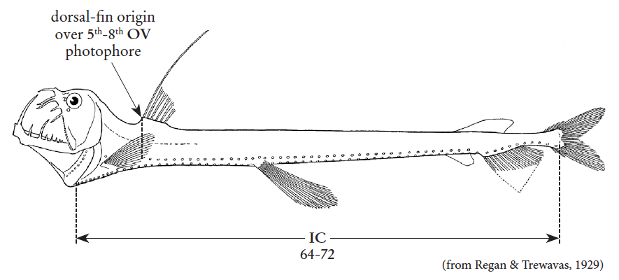 Chauliodus sloani, Manylight Viperfish. Source: FAO 2020.